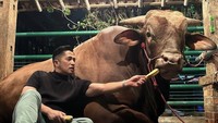 Saking sayangnya dengan Wariso, Irfan sempatkan mampir ke kandang sapi ini setelah pulang syuting. Ia pun tampak memberikan pakan. Foto: Instagram irfanhakim75