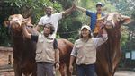 7 Potret Artis Bersama Sapi Kurban 1 Ton yang Disembelih