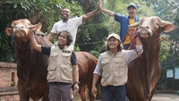 Irfan Hakim menyiapkan sapi kurban terbaiknya tahun ini. Ada sapi coklat keemasan bernama Golden seberat 1131,5 kilogram dan Wariso yang memiliki bobot mencapai 1363,5 kilogram. Foto: Instagram irfanhakim75
