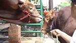 10 Momen Irfan Hakim Bersama Golden dan Wariso Sebelum Disembelih
