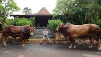 Dua sapi jumbo ini memiliki berat di atas 1 ton. Harganya ditaksir ratusan juta rupiah per sapi. Foto: Instagram irfanhakim75