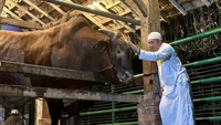 Sebelum Wariso disembelih, Irfan meluangkan waktu bersama sapi pilihannya itu. Banyak netizen ikut terharu. Foto: Instagram irfanhakim75