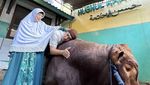 10 Momen Irfan Hakim Bersama Golden dan Wariso Sebelum Disembelih