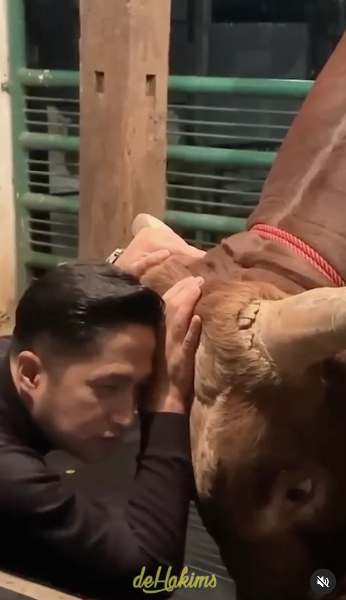 10 Momen Irfan Hakim Bersama Golden dan Wariso Sebelum Disembelih 10 Momen Irfan Hakim Bersama Golden dan Wariso Sebelum Disembelih