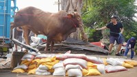 Seminggu lalu, Irfan Hakim menyambut kedatangan Wariso ke rumahnya. Sapi ini didatangkan dari Setia Farm.  Foto: Instagram irfanhakim75