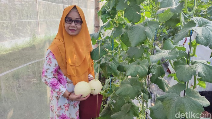 Agrowisata di Masjid Agung Jawa Tengah (MAJT) Semarang diresmikan Kamis (29/6/2023). Kini pengunjung bisa petik melon sendiri.