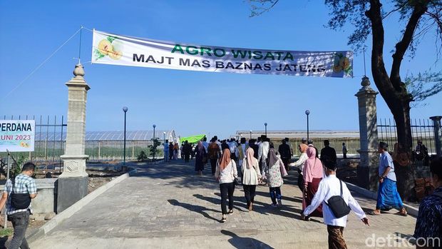 Agrowisata di Masjid Agung Jawa Tengah (MAJT) Semarang diresmikan Kamis (29/6/2023). Kini pengunjung bisa petik melon sendiri.