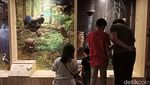 Yuk, Rekreasi Sambil Belajar di Animalium BRIN Bogor