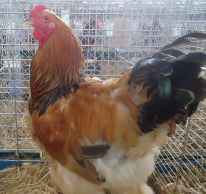 ayam brahma