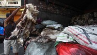 Pengepul kulit hewan kurban membeli kulit kambing dengan harga Rp25 ribu per lembar dan kulit sapi Rp6 ribu per kilogram. 