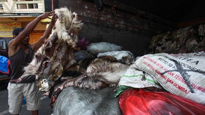 Berburu Kulit Hewan Kurban