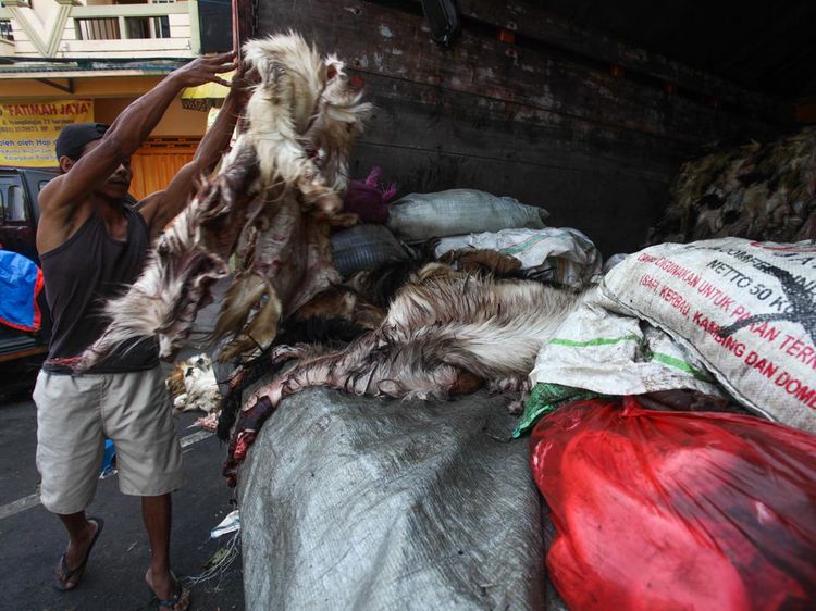 Berburu Kulit Hewan Kurban