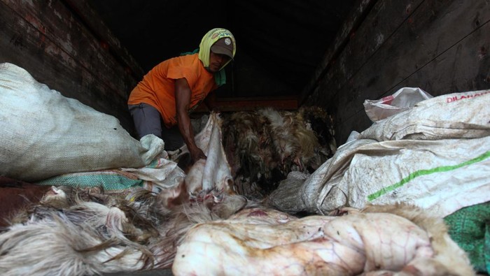 Pekerja memasukkan kulit hewan kurban yang dibeli dari warga ke dalam bak truk di Surabaya, Jawa Timur, Kamis (29/6/2023). Pengepul kulit hewan kurban membeli kulit kambing dengan harga Rp25 ribu per lembar dan kulit sapi Rp6 ribu per kilogram. ANTARA FOTO/Didik Suhartono/tom.