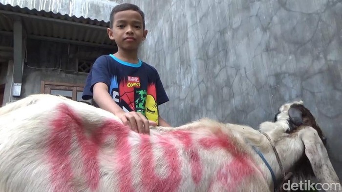 Bocah SD kurban kambing