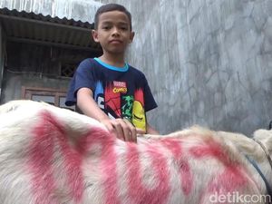 Salut! Bocah SD Asal Malang Kurban Kambing dari Tabungan Uang Saku