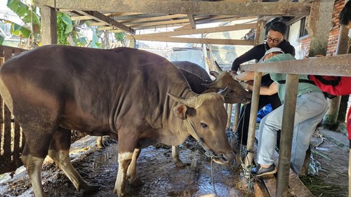 Dinas Pertanian Kabupaten Klungkung mengawasi proses pemotongan hewan kurban untuk memastikan dagingnya sehat dan terbebas dari penyakit.