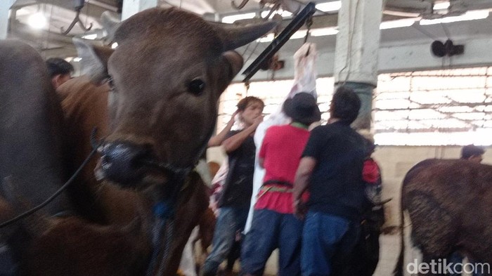 Geliat penyembelihan hewan kurban di RPH Bandung