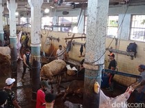 Organ Hati Ratusan Hewan Kurban di Bandung Terinfeksi Cacing