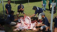 Pembagian hewan kurban ini dilakukan di berbagai wilayah Indonesia melalui Kantor Pusat dan Kantor Wilayah maupun Cabang Bank Mandiri. 