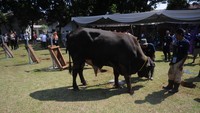 Bank Mandiri membagikan daging 760 hewan kurban yang terdiri dari 353 ekor sapi dan 407 ekor kambing kepada masyarakat yang berhak menerima. 