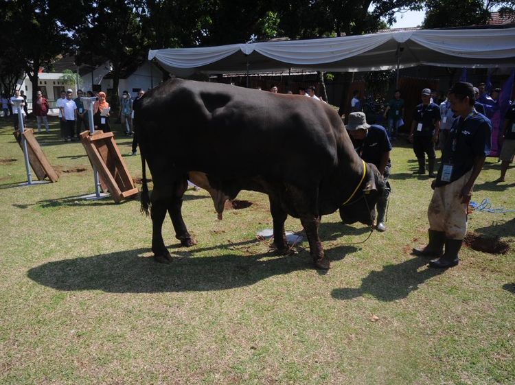 Hari Raya Idul Adha 1444 H, Bank Mandiri Bagikan 760 Hewan Kurban