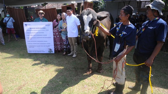 Hari Raya Idul Adha 1444 H, Bank Mandiri Bagikan 760 Hewan Kurban Hari Raya Idul Adha 1444 H, Bank Mandiri Bagikan 760 Hewan Kurban