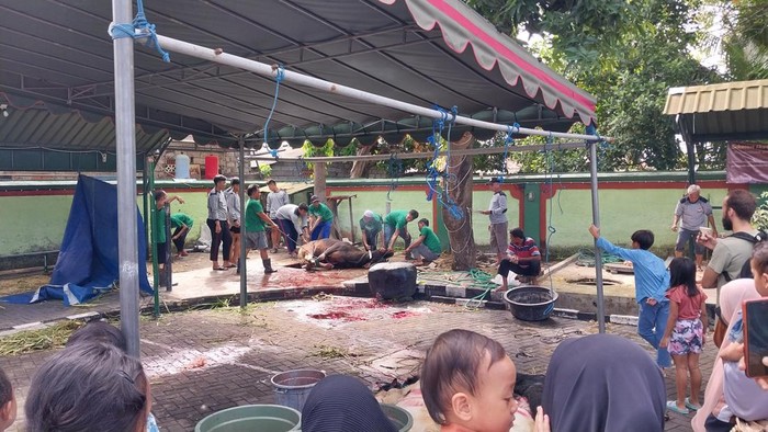 Penyembelihan hewan kurban di Masjid Sudirman, Denpasar, Kamis (29/6/2023).