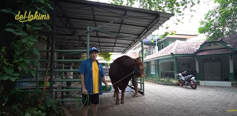 Super Jumbo! 5 Sapi Kurban Selebriti Ini Beratnya Lebih dari 1 Ton