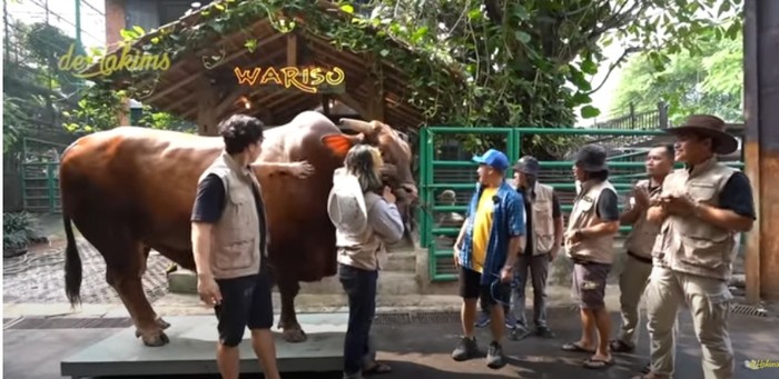 Super Jumbo! 5 Sapi Kurban Selebriti Ini Beratnya Lebih dari 1 Ton