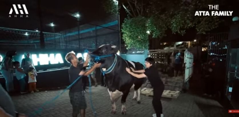 Super Jumbo! 5 Sapi Kurban Selebriti Ini Beratnya Lebih dari 1 Ton
