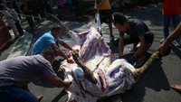 Hewan kurban tersebut diserahkan kepada masyarakat yang berada di sekitar kantor, pabrik dan perkebunan Grup Indofood yang ada diseluruh Indonesia. 