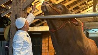 Irfan Hakim menyempatkan diri buat menghabiskan malam Idul Adha bersama sapi-sapi yang akan dia kurbankan. (Foto: dok. Instagram Irfan Hakim)