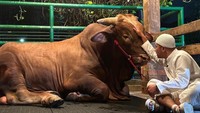 Momen Irfan Hakim dengan sapi kurbannya terasa hangat bahkan dalam foto saja. (Foto: dok. Instagram Irfan Hakim)