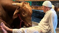 Sapi-sapi tersebut dia beri nama Wariso dan Golden. (Foto: dok. Instagram Irfan Hakim)