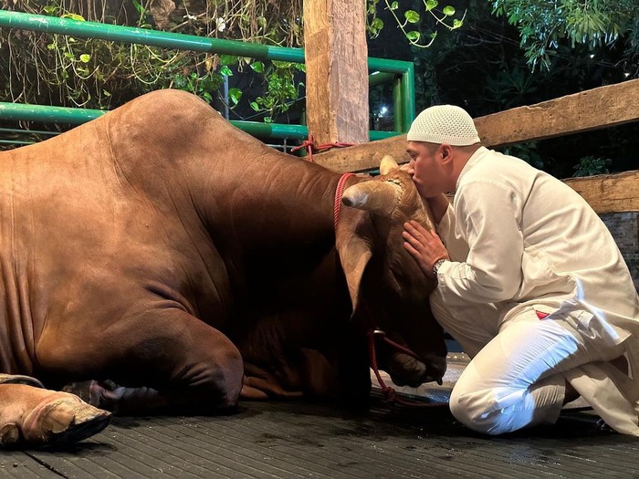 Irfan Hakim Irfan Hakim bersama salah satu sapi kurbannya jelang perayaan Idul Adha 2023.