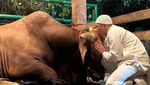 5 Potret Hangat dan Sentimental Irfan Hakim dan Sapi Kurban 1 Ton