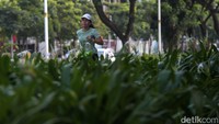 Ada juga warga yang berolahraga lari santai di kawasan Sudirman tersebut. 