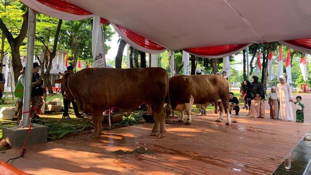 Ma'ruf Amin Serahkan Sapi Kurban ke Masjid Istiqlal