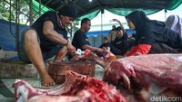 Jumlah itu terdiri atas 13 ekor sapi, 59 ekor kambing, dam 4 ekor domda.  