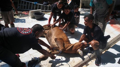 Sejumlah petugas tengah melakukan penyembelihan hewan qurban di Masjid Sunda Kelapa, Jakarta, Kamis (29/6/2023). Pada Idul Adha 1444 H kali ini, Masjid Sunda Kelapa menyembelih kambing, domba dan sapi.