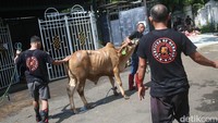 Sejumlah petugas tengah menyiapkan seekor sapi untuk disembelih di Masjid Sunda Kelapa, Jakarta, Kamis (29/6/2023).