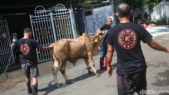 Melihat Pemotongan Hewan Kurban di Masjid Sunda Kelapa Sejumlah petugas tengah melakukan penyembelihan hewan qurban di Masjid Sunda Kelapa, Jakarta, Kamis (29/6/2023). Pada Idul Adha 1444 H kali ini, Masjid Sunda Kelapa menyembelih kambing, domba dan sapi.