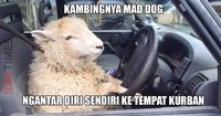 Meme Idul Adha