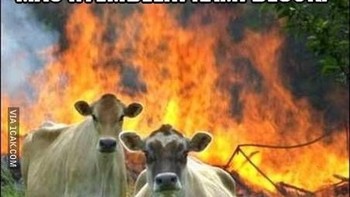 Wah terjadi pemberontakan hewan. Foto: Internet