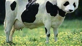 Penyamaran yang tidak buruk. Foto: Internet