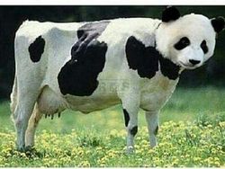 Meme Idul Adha yang Bikin Jadi Baper