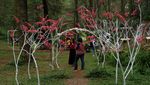 Mengisi Liburan di Objek Wisata Hutan Pinus Malino Gowa