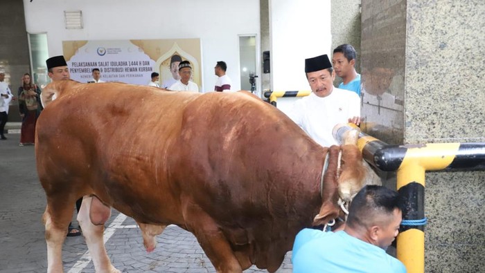 Momen Menteri Kelautan dan Perikanan (KP) Sakti Wahyu Trenggono kurban sapi 1,2 ton