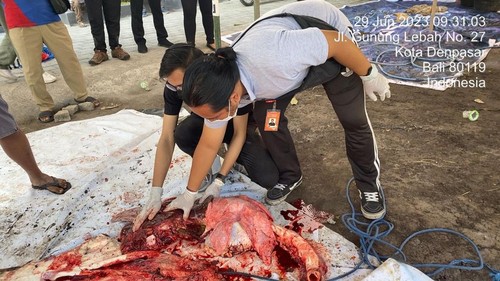 Distan Denpasar menurunkan petugas untuk memeriksa postmortem hewan kurban di 145 lokasi untuk memastikan daging kurban aman dikonsumsi.