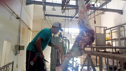 Petugas jagal di RPH Mambal, Badung siaga menerima ratusan sapi kurban, Kamis (29/6/2023).